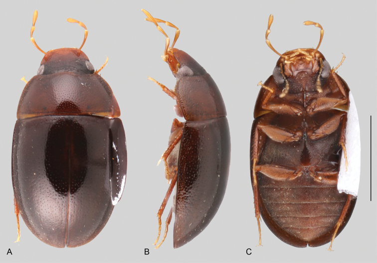 Figure 29.