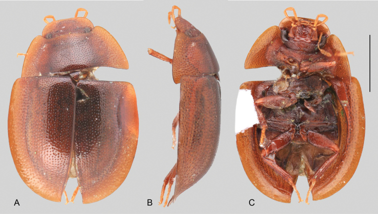 Figure 38.