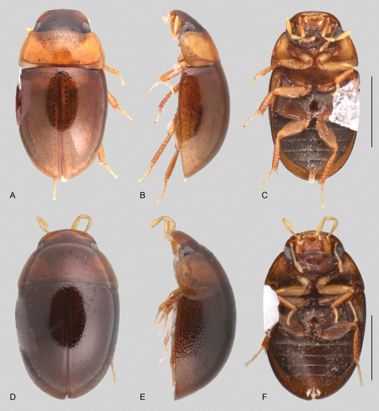 Figure 41.