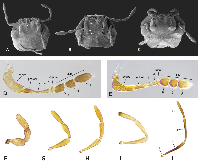 Figure 12.