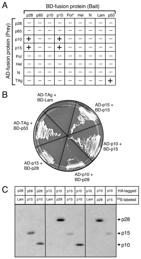 FIG. 5.