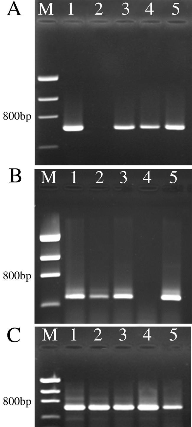 FIG. 5.