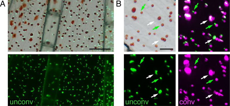 Figure 5—figure supplement 2.