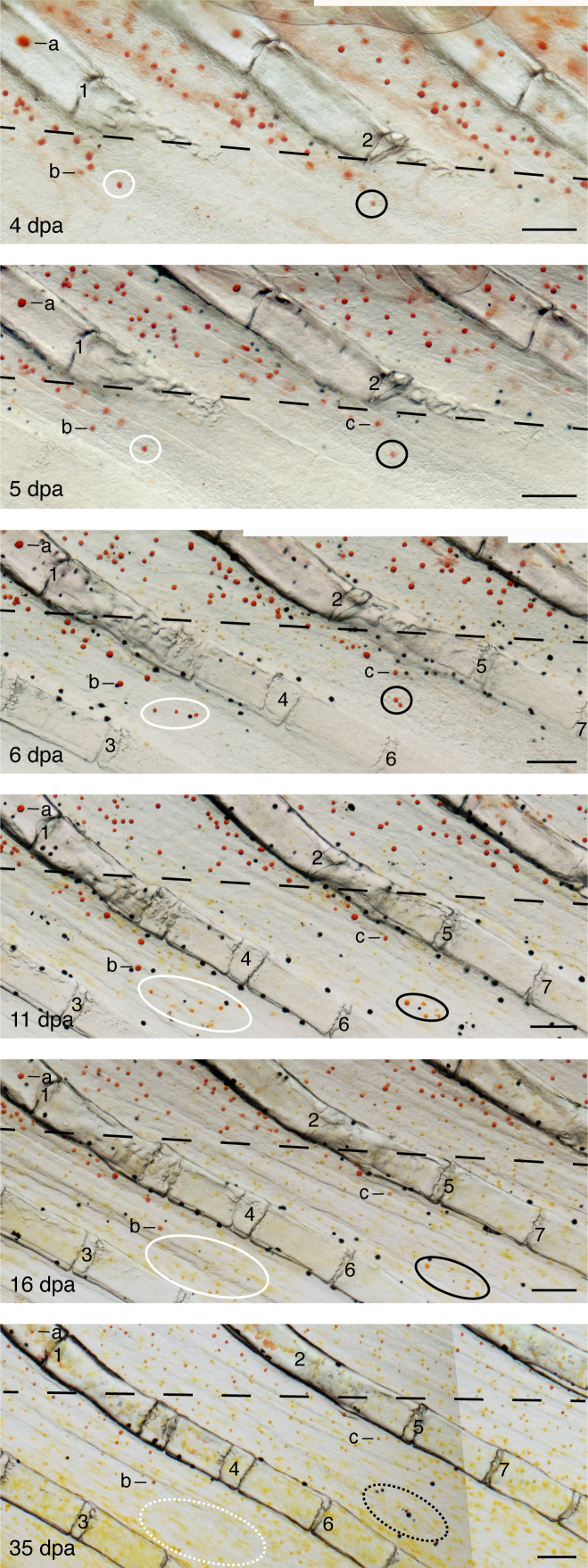 Figure 5—figure supplement 1.