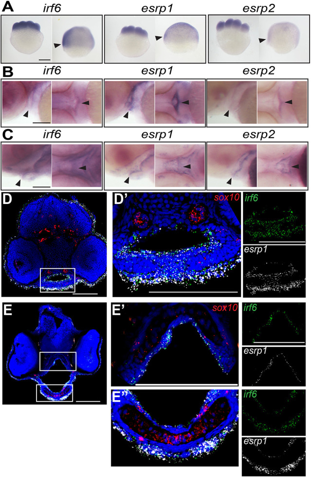 Fig. 2.