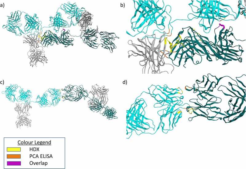 Models of mAb1 dimers produced by in silico docking. A) A compact dimer model showing mAb1 Fab-Fc and Fab-Fab self interactions. B) A zoomed view of A) showing the dimer interface. C) An elongated dimer model showing Fab-Fab interactions. D) A zoomed view of C) showing the dimer interface.