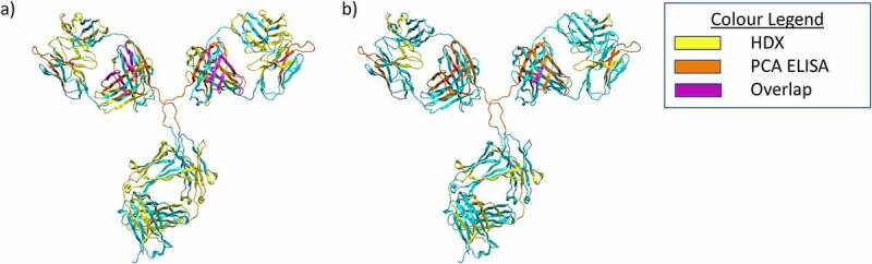 Summary of PCA ELISA and HDX-MS results. A) Homology model of mAb1 showing regions implicated in dimer interface identified using PCA ELISA and HDX-MS for the 37°C dimer. Implicated regions are found in the Fab and Fc domains. B) Homology model of mAb1 showing regions implicated in dimer interface identified using PCA ELISA and HDX-MS for the 50°C dimer. Fewer regions were implicated compared to the 37°C dimer.