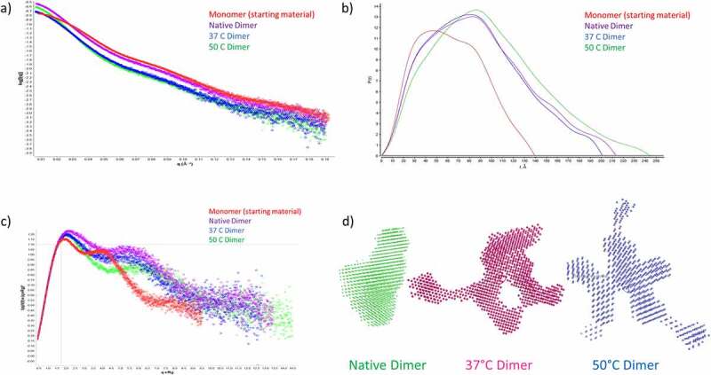 SAXS analysis of mAb1, native dimers, 37°C dimers and 50°C dimers. A) Scattering curve, differences between all samples are observed. B) P(r) distribution, showing shifts to higher Rg for all dimer samples compared to mAb1. Native dimers and 37°C dimers appear similar, the 50°C dimers exhibit a larger Rg. C) Dimensionless Kratky plot, mAb1 is distinct from the dimers. Native dimers and 37°C dimers are broadly superimposed, whereas 50°C dimers represent a less compact structure. D) Ab initio shape analysis for the dimer samples. Native dimer resembles a more compact structure, whereas 50°C dimer is a more elongated shape. 37°C dimer resembles an intermediate structure.