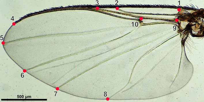 Fig. 1