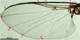 Fig. 1
