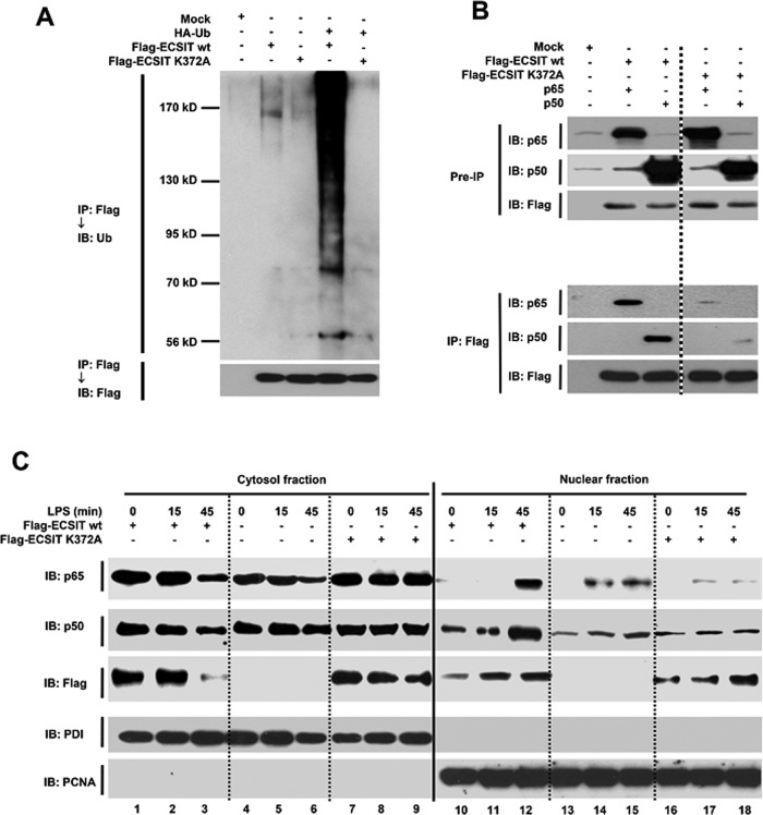 FIGURE 4: