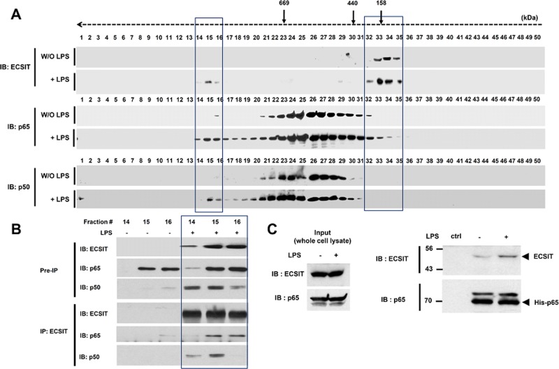 FIGURE 2: