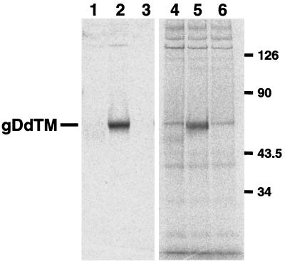 FIG. 5