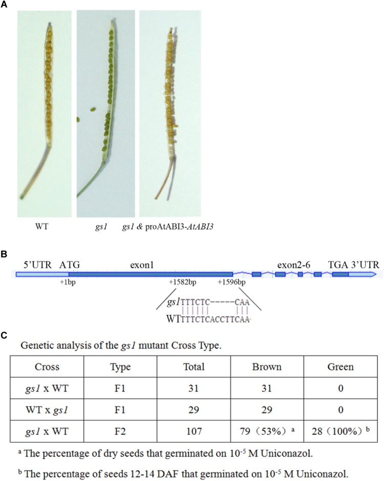 FIGURE 1