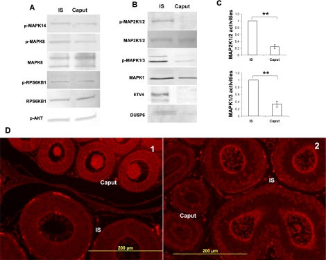 FIG. 8.