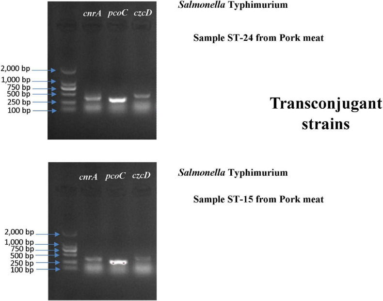 FIGURE 6