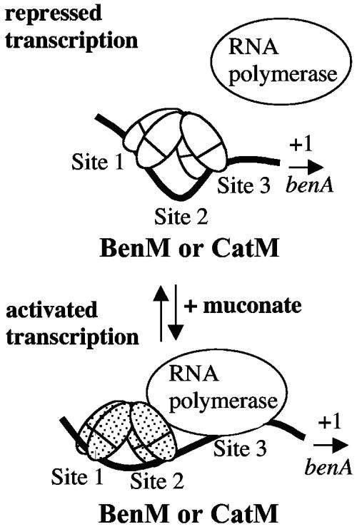 FIG. 5.