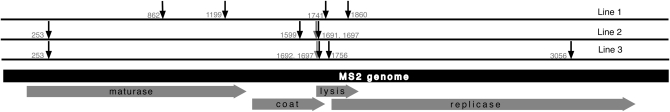 Figure 1.—