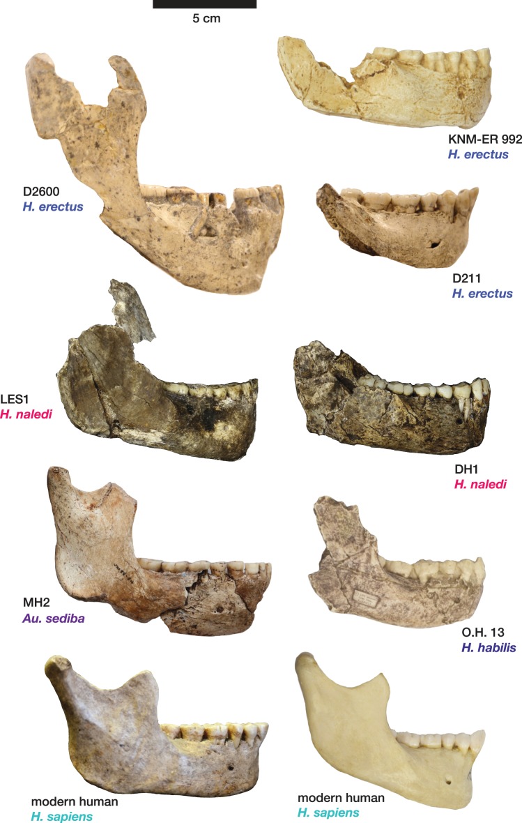 Figure 11.