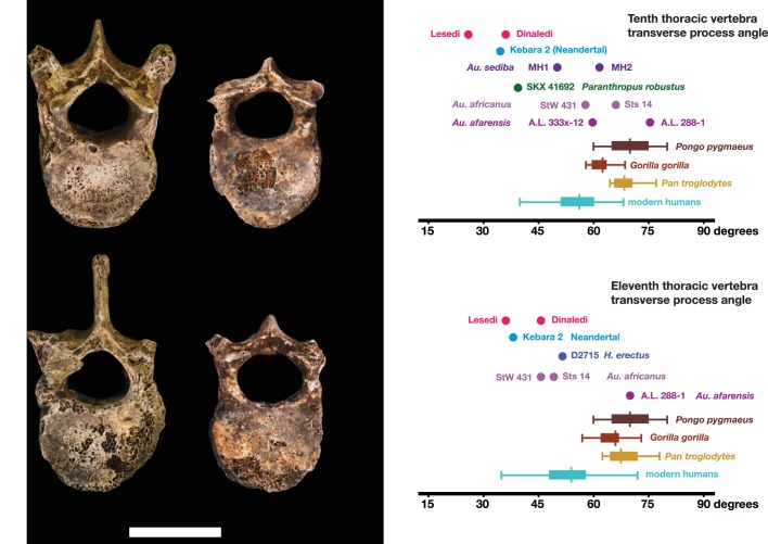 Figure 22.