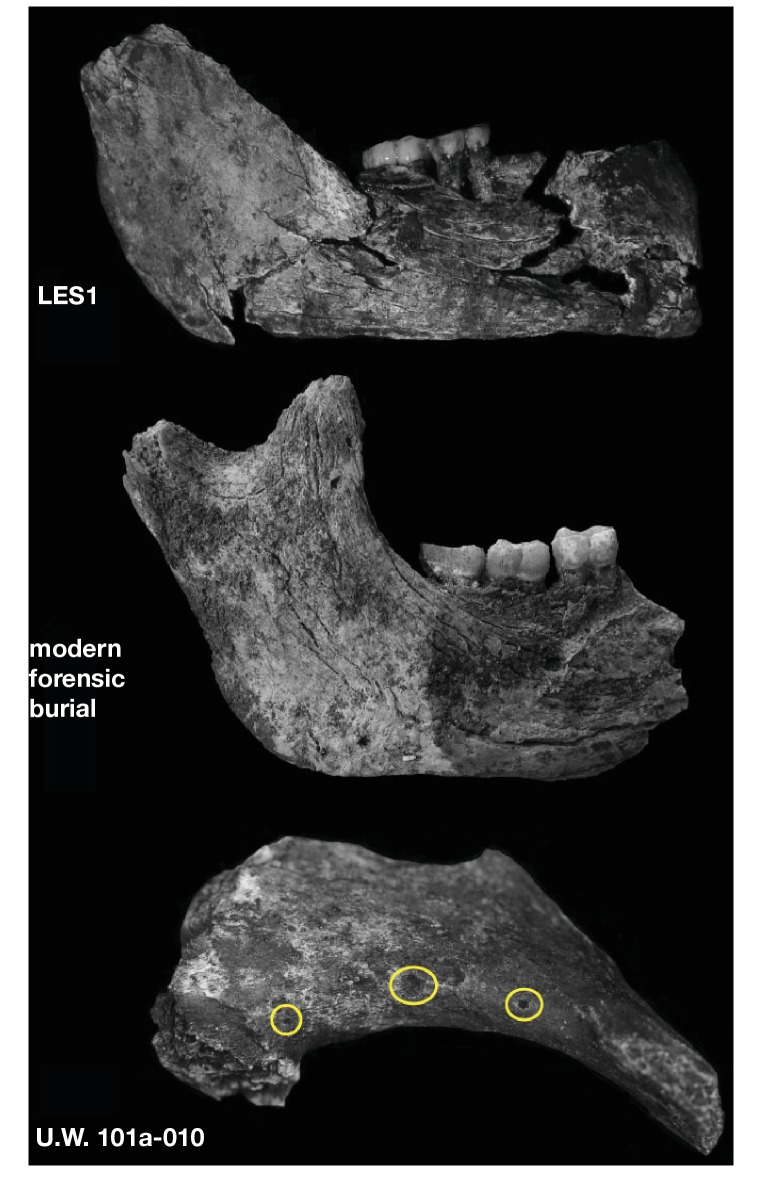 Figure 32.