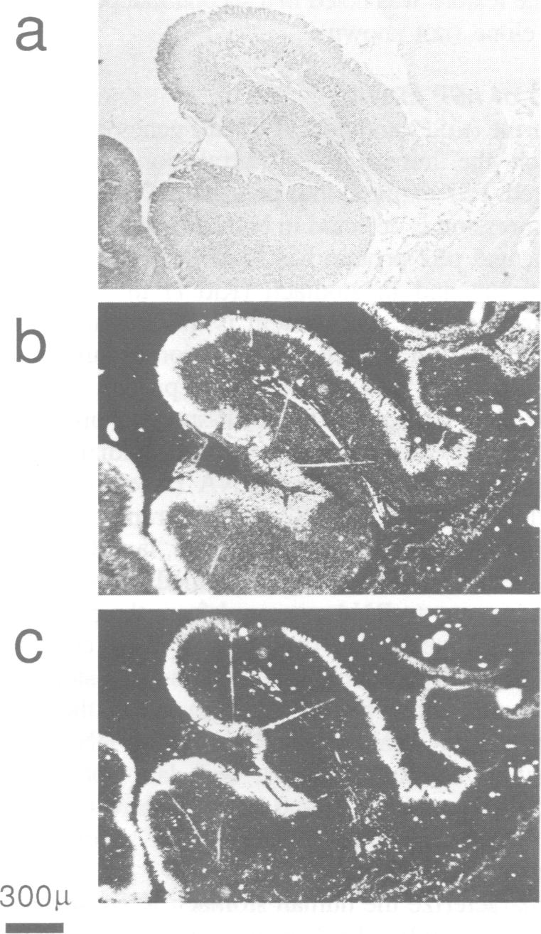 Fig. 9.