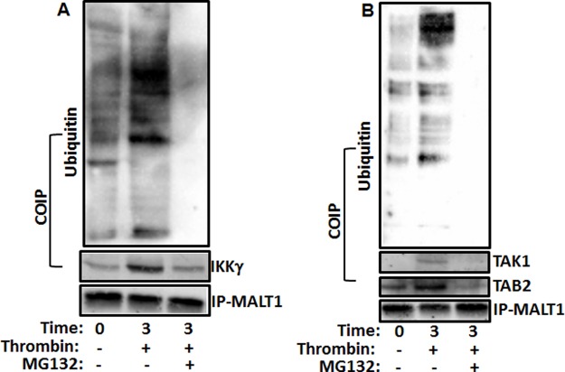 Fig 6