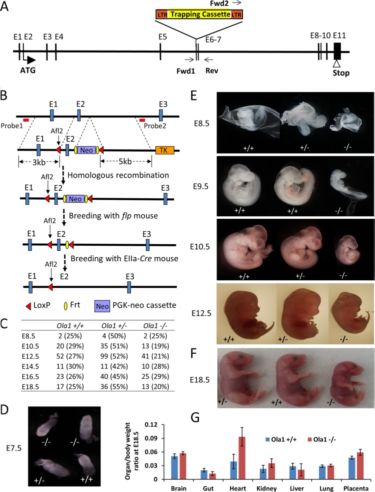 FIG 1