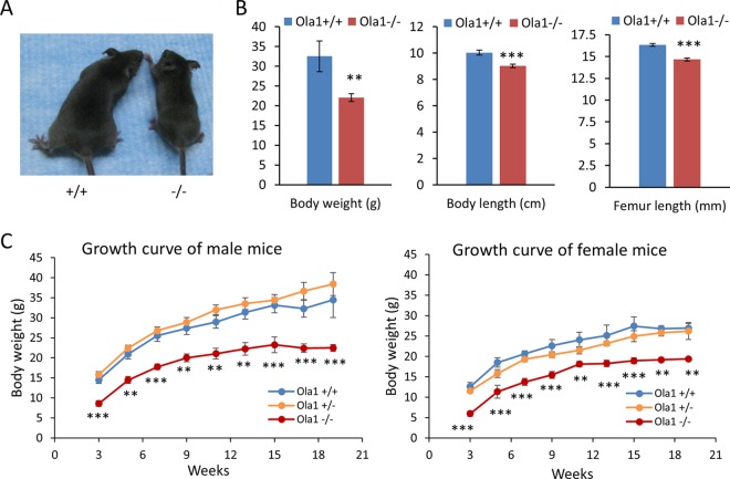 FIG 3