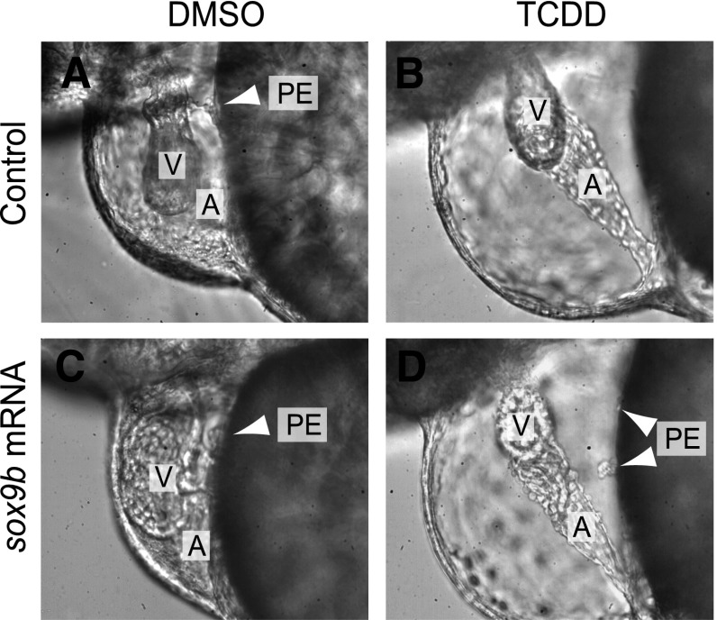 Fig. 9.