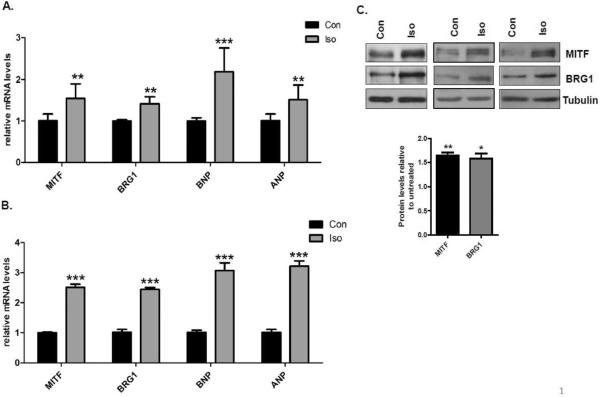 Fig.2