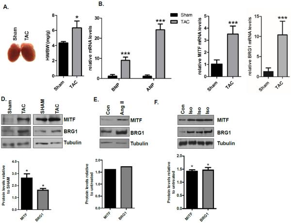 Fig.1