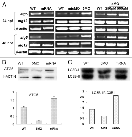 Figure 4.