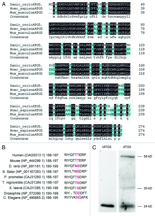 Figure 1 (See previous page).