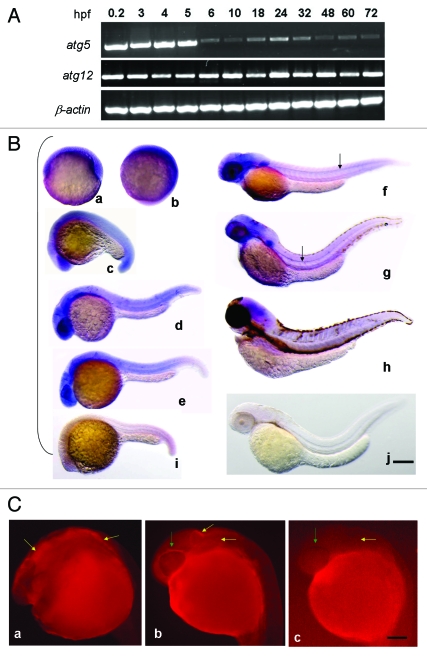 Figure 2.