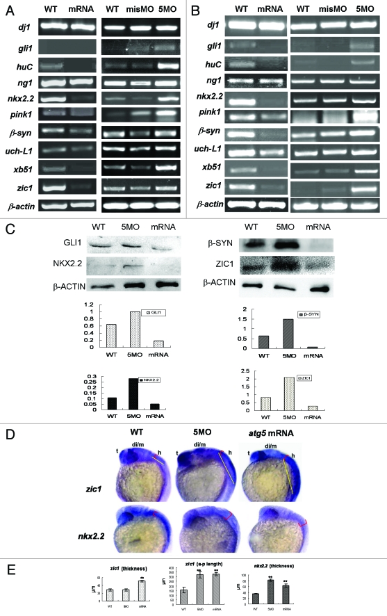 Figure 5 (See opposite page).