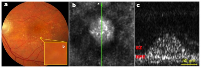 Fig. 9