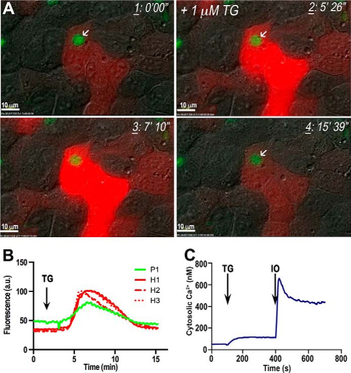 FIGURE 2.