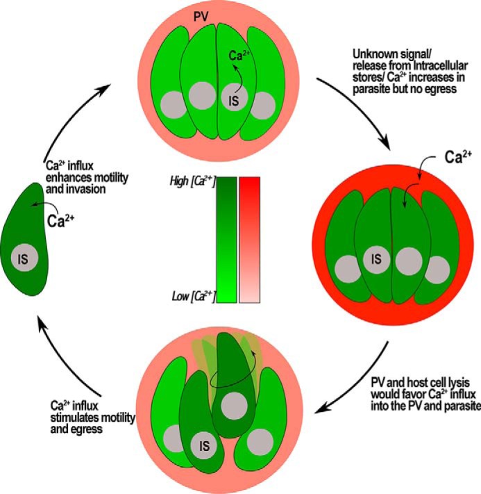 FIGURE 10.