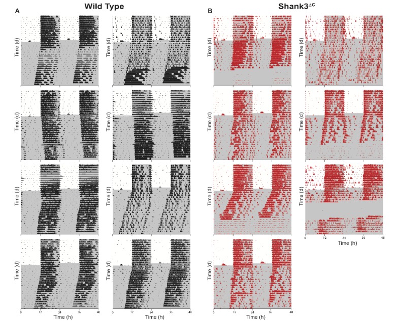 Figure 5—figure supplement 1.