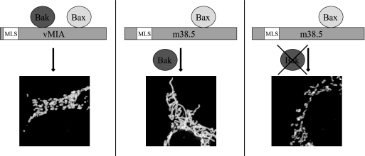 FIG. 8.