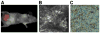 Fig. 5
