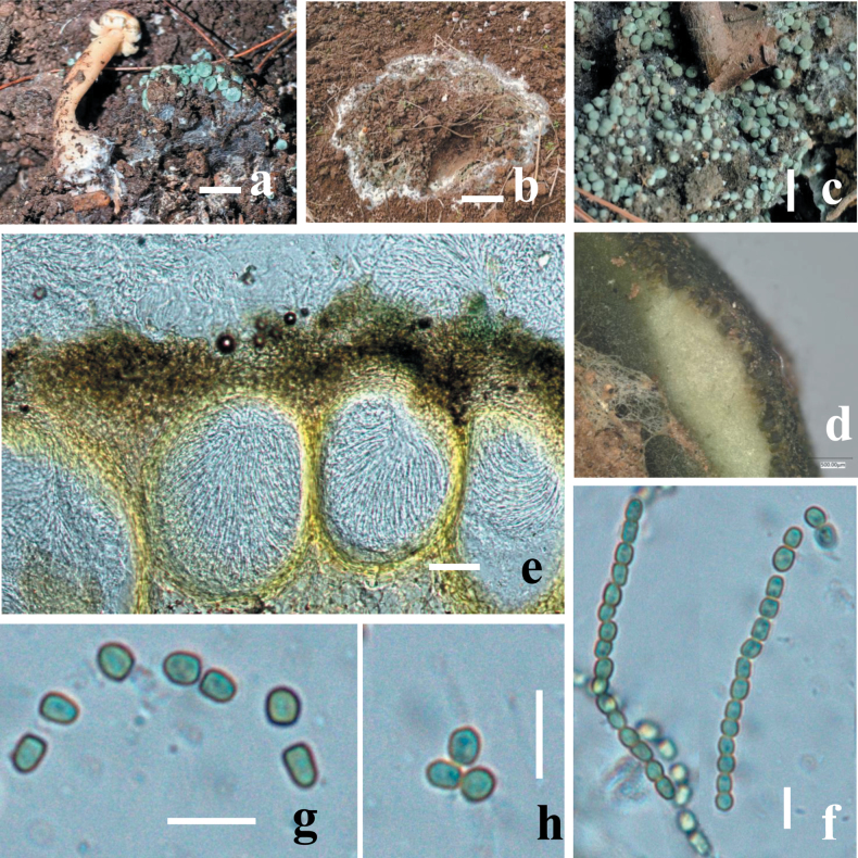 Figure 5.