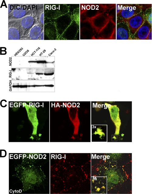 FIGURE 1.