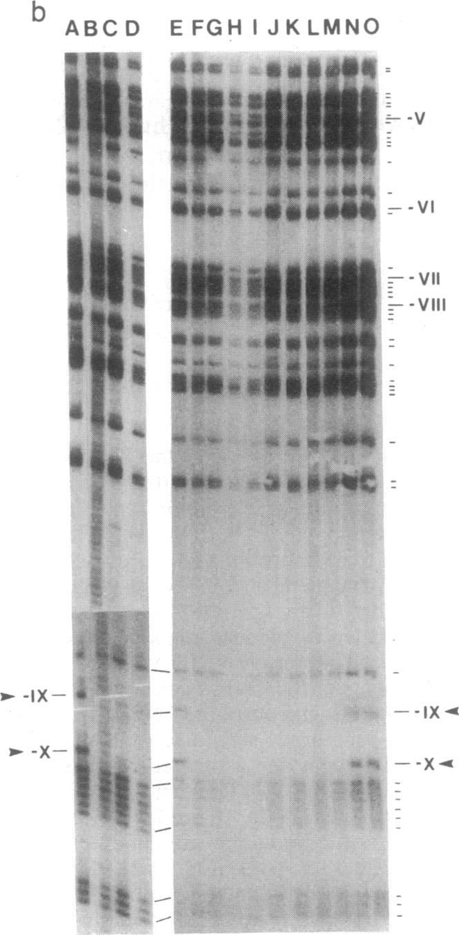 graphic file with name pnas01047-0155-a.jpg