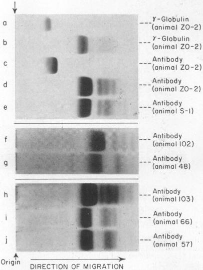 graphic file with name pnas00215-0052-a.jpg