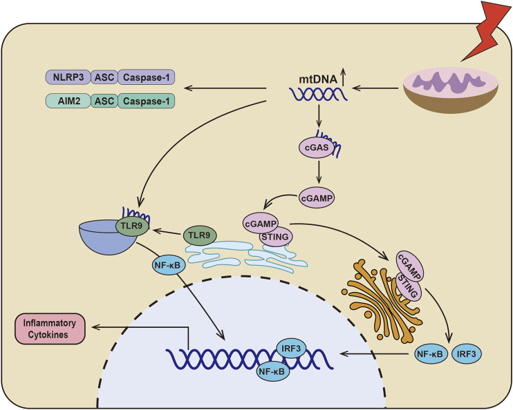 FIGURE 1