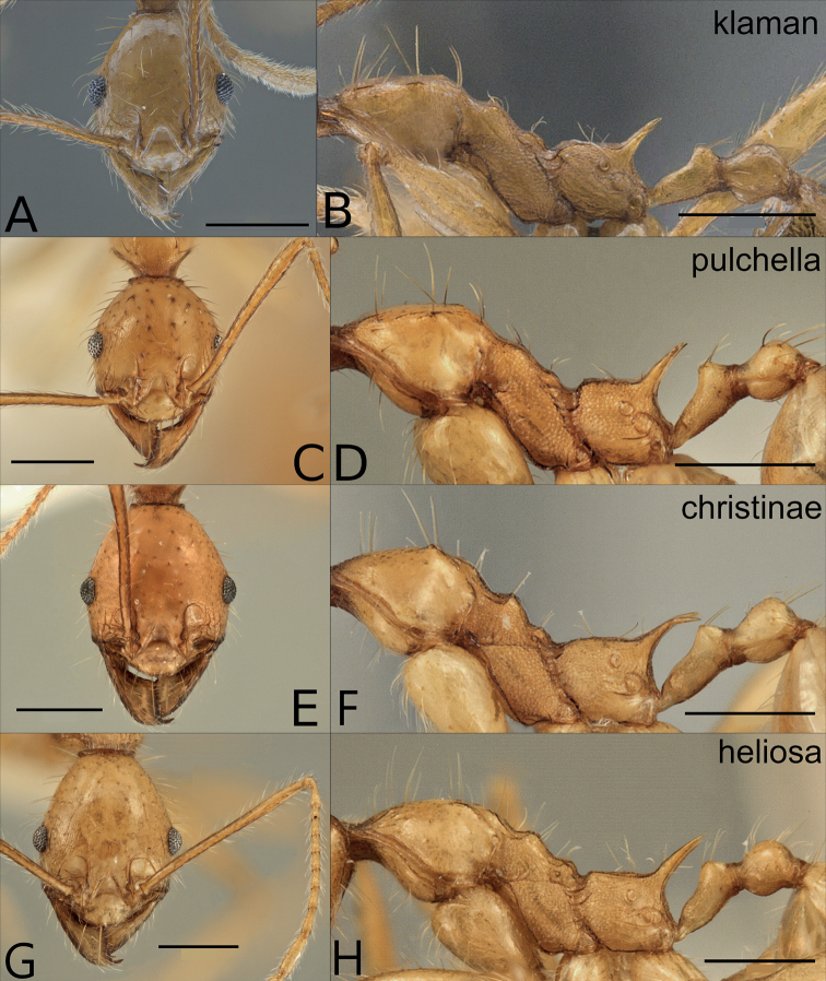 Figure 7.