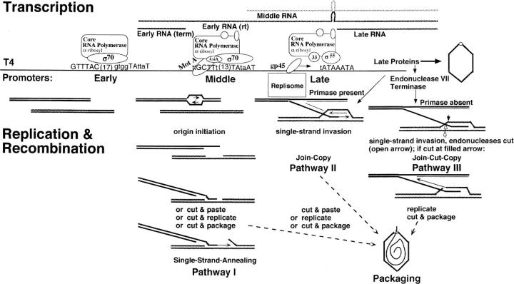 Figure 2.—