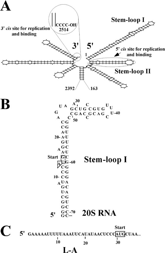 FIGURE 1.